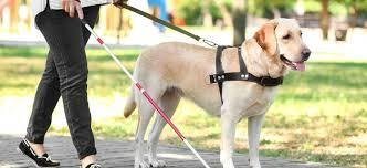 Guide dog in a harness walking beside a person holding a white cane