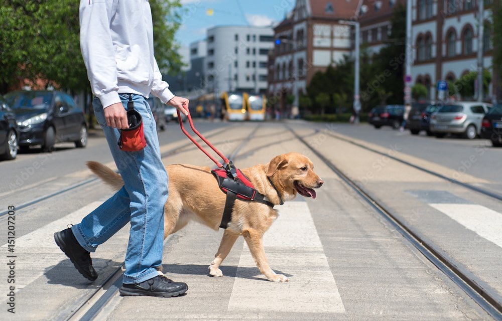 Guide dog leading a person along a city street